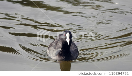 Ducks swim in the lake without fear of people 119894751