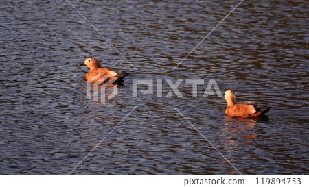Ducks swim in the lake without fear of people Ducks swim in the lake without fear of people 119894753