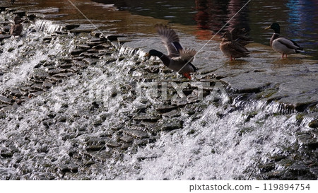 Ducks swim in the lake without fear of people Ducks swim in the lake without fear of people 119894754