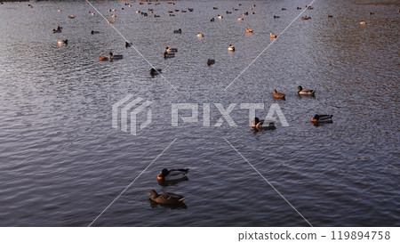 Ducks swim in the lake without fear of people Ducks swim in the lake without fear of people 119894758