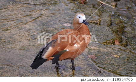 Ducks swim in the lake without fear of people 119894760