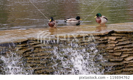 Ducks swim in the lake without fear of people 119894762