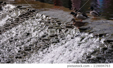 Ducks swim in the lake without fear of people Ducks swim in the lake without fear of people 119894763
