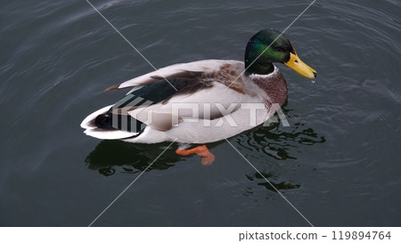 Ducks swim in the lake without fear of people Ducks swim in the lake without fear of people 119894764