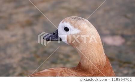 Ducks swim in the lake without fear of people Ducks swim in the lake without fear of people 119894765