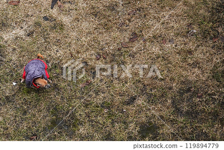 Kiev, Ukraine March 10, 2019: A dog in a jacket stands on the grass and poops Kiev, Ukraine March 10, 2019: A dog in a jacket stands on the grass and poops 119894779