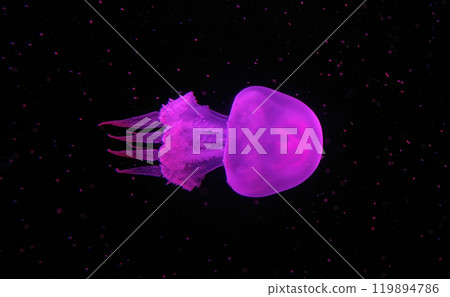 Poisonous jellyfish floating freely in the water Poisonous jellyfish floating freely in the water 119894786