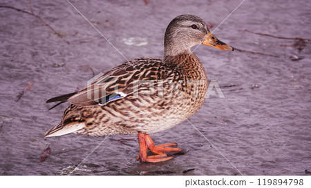 Ducks in the winter on ice Kiev Ukraine 119894798