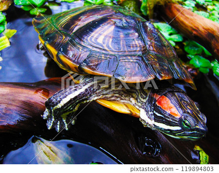 Water turtle swims Water turtle swims 119894803
