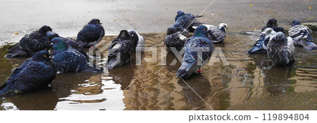 Pigeons swimming in a puddle on the pavement in the city 119894804