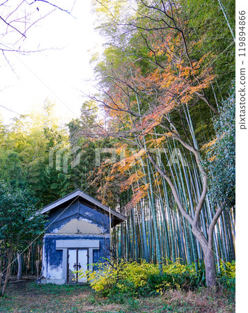 冬季竹林北見竹林道(東京都世田谷區) 冬季竹林北見竹林道(東京都世田谷區) 119894866