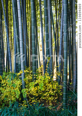 Winter bamboo grove: Kitami Bamboo Forest Path (Setagaya, Tokyo) Winter bamboo grove: Kitami Bamboo Forest Path (Setagaya, Tokyo) 119894869