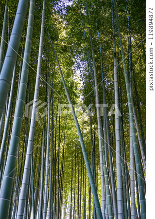 冬季竹林北見竹林道（東京都世田谷區） 119894872