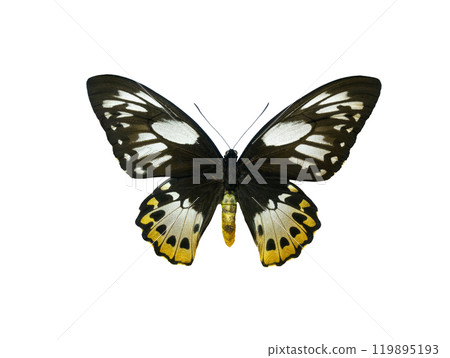 butterfly Ornithoptera priamus isolated on white background butterfly Ornithoptera priamus isolated on white background 119895193