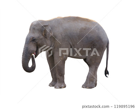 Indian elephant isolated on white background 119895196