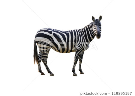 zebra isolated on white background 119895197