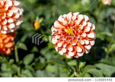 山形縣川西町川西大麗花花園,秋天的景色,鮮豔的大麗花 山形縣川西町川西大麗花花園,秋天的景色,鮮豔的大麗花 119895448