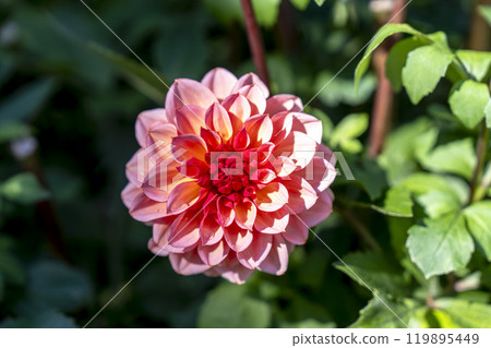 山形縣川西町川西大麗花花園，秋天的景色，鮮豔的大麗花 119895449