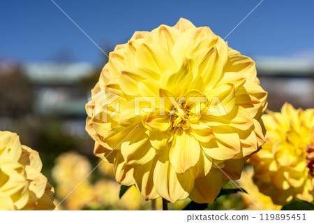 山形縣川西町川西大麗花花園，秋天的景色，鮮豔的大麗花 119895451