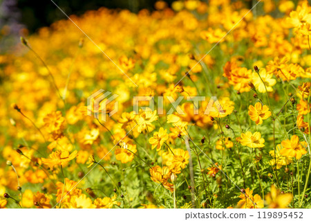 山形縣川西町川西大麗花花園,秋天的景色,鮮豔的大麗花 山形縣川西町川西大麗花花園,秋天的景色,鮮豔的大麗花 119895452