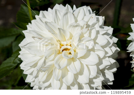 Autumn scenery: Brightly blooming dahlias (Dahlias) at Kawanishi Dahlia Garden in Kawanishi Town, Yamagata Prefecture 119895459