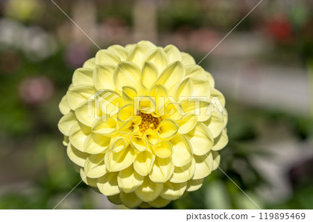 山形縣川西町川西大麗花花園,秋天的景色,鮮豔的大麗花 山形縣川西町川西大麗花花園,秋天的景色,鮮豔的大麗花 119895469