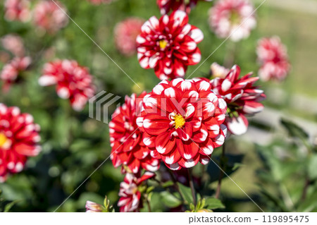 Autumn scenery: Brightly blooming dahlias (Dahlias) at Kawanishi Dahlia Garden in Kawanishi Town, Yamagata Prefecture 119895475