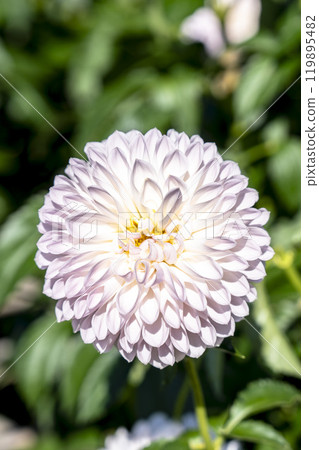 Autumn scenery: Brightly blooming dahlias (Dahlias) at Kawanishi Dahlia Garden in Kawanishi Town, Yamagata Prefecture Autumn scenery: Brightly blooming dahlias (Dahlias) at Kawanishi Dahlia Garden in Kawanishi Town, Yamagata Prefecture 119895482
