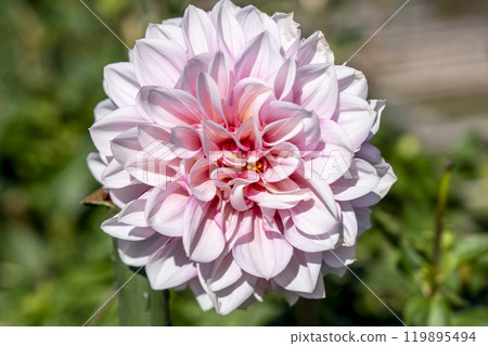 Autumn scenery: Brightly blooming dahlias (Dahlias) at Kawanishi Dahlia Garden in Kawanishi Town, Yamagata Prefecture Autumn scenery: Brightly blooming dahlias (Dahlias) at Kawanishi Dahlia Garden in Kawanishi Town, Yamagata Prefecture 119895494