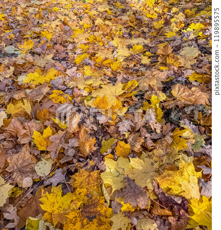 Yellow maple leaves fallen from trees on the ground in park on sunny day. High quality photo Yellow maple leaves fallen from trees on the ground in park on sunny day. High quality photo 119895575