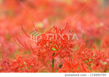 Cluster amaryllis Cluster amaryllis 119895705