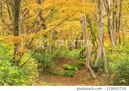 秋天的尾瀨，草地上的秋葉和森林裡的秋葉，八木澤林道 119895716
