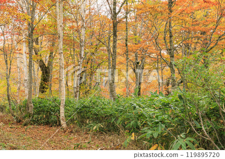 Autumn in Oze: Autumn foliage in the grass and forests, Yagisawa forest trail Autumn in Oze: Autumn foliage in the grass and forests, Yagisawa forest trail 119895720