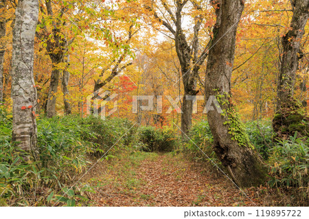Autumn in Oze: Autumn foliage in the grass and forests, Yagisawa forest trail 119895722