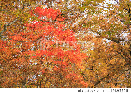 秋天的尾瀨，草地上的秋葉和森林裡的秋葉，八木澤林道 119895726