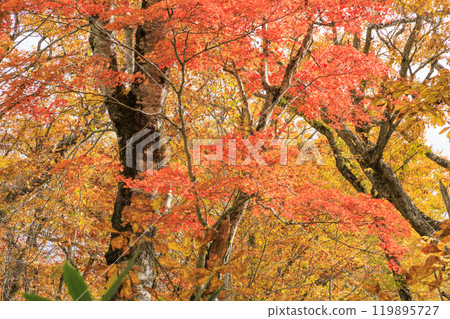 秋天的尾瀨，草地上的秋葉和森林裡的秋葉，八木澤林道 119895727