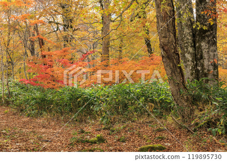 秋天的尾瀨，草地上的秋葉和森林裡的秋葉，八木澤林道 119895730