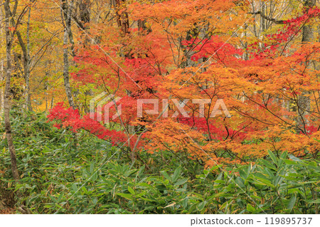 Autumn in Oze: Autumn foliage in the grass and forests, Yagisawa forest trail 119895737