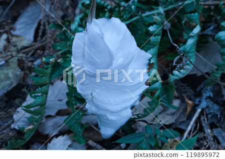 [Mount Takao] Shimobashira [Tokyo] 119895972