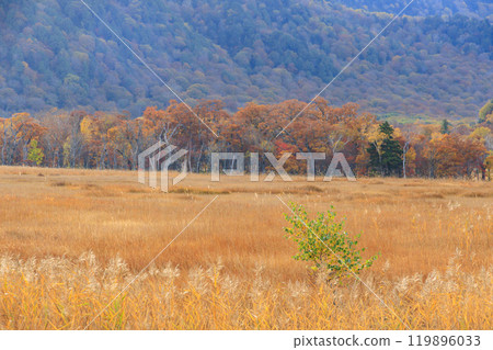 Autumn in Oze: Autumn leaves of grass and forest, Yamanohana to Ryugu 119896033