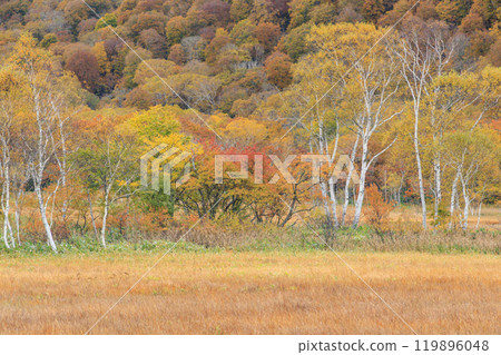 秋天的尾瀨，草地上的秋葉和森林裡的秋葉，從山之花到龍宮 119896048