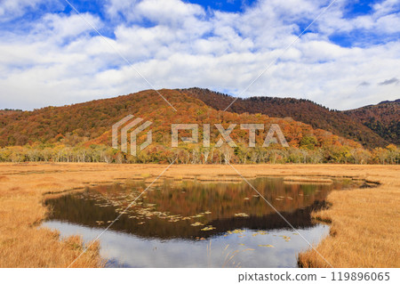 秋天的尾瀨,草地上的秋葉和森林裡的秋葉,從山之花到龍宮 秋天的尾瀨,草地上的秋葉和森林裡的秋葉,從山之花到龍宮 119896065
