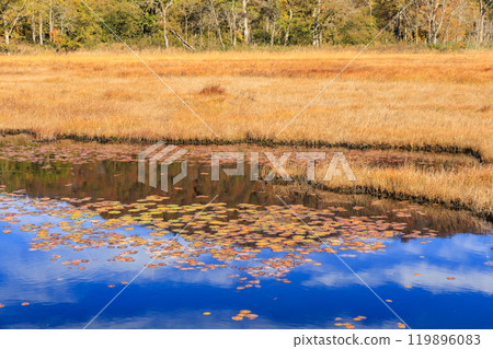 秋天的尾瀨，草地上的秋葉和森林裡的秋葉，從山之花到龍宮 119896083