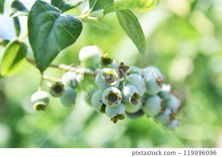 收穫前的藍莓 119896096