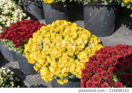 Autumn scenery: Chrysanthemum flowers in full bloom, Nanyo City, Yamagata Prefecture Autumn scenery: Chrysanthemum flowers in full bloom, Nanyo City, Yamagata Prefecture 119896183