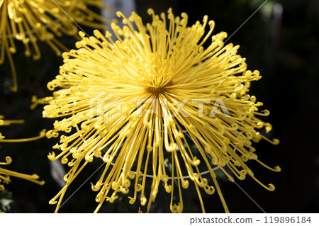 Autumn scenery: Chrysanthemum flowers in full bloom, Nanyo City, Yamagata Prefecture Autumn scenery: Chrysanthemum flowers in full bloom, Nanyo City, Yamagata Prefecture 119896184