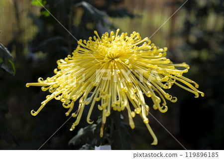 Autumn scenery: Chrysanthemum flowers in full bloom, Nanyo City, Yamagata Prefecture 119896185