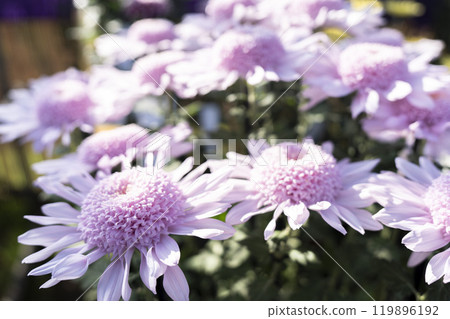 秋景:山形縣南陽市菊花盛開 秋景:山形縣南陽市菊花盛開 119896192