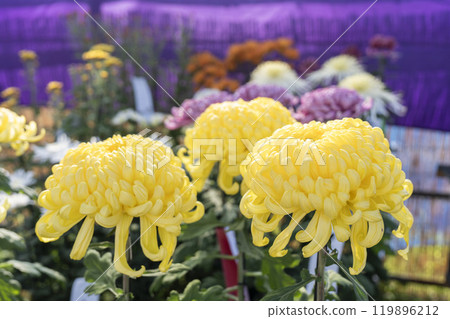 Autumn scenery: Chrysanthemum flowers in full bloom, Nanyo City, Yamagata Prefecture 119896212