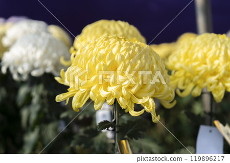 Autumn scenery: Chrysanthemum flowers in full bloom, Nanyo City, Yamagata Prefecture 119896217